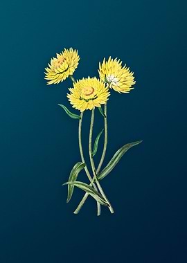 Helichrysum Flower Branch