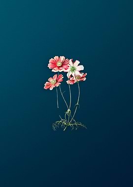 Fine Leaf Cosmus Flower