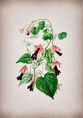 Twinning Red Cloak Flower