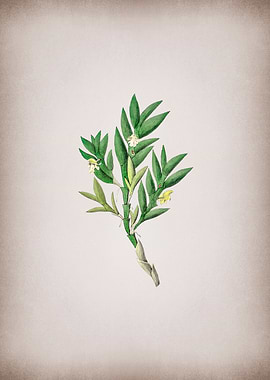 Two Edge Dendrobium Flower