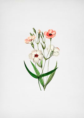 Dark Eyed Viscaria Flower