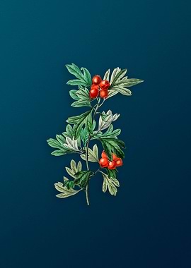 Morocco Hawthorn Flower