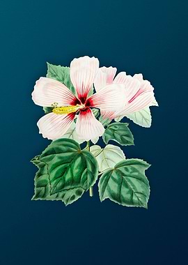 Marsh Hibiscus on Teal