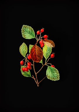 Plum Leaved Thorn Flower