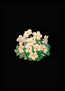 Vintage Oxalis Flower