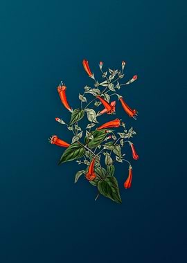 Heart Leaved Manettia