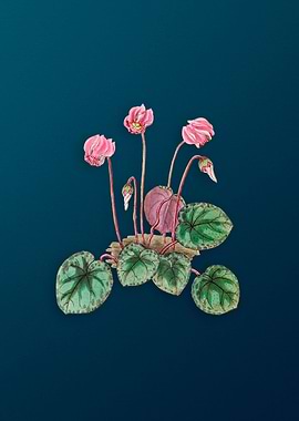 Shore Cyclamen Flower