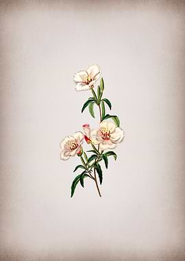 Wine Stain Godetia Flower