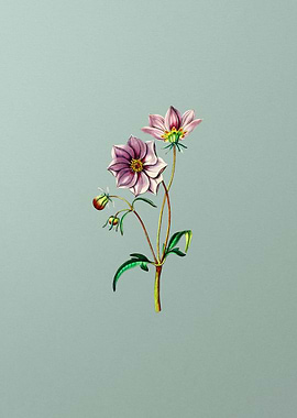 Vintage Dwarf Dahlia Mint