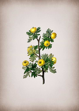 Tansy Leaf Hawthorn Flower
