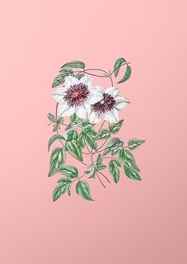 Siebalds Clematis on Pink