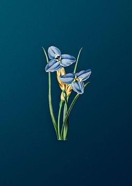 Sapphire Patersonia Teal