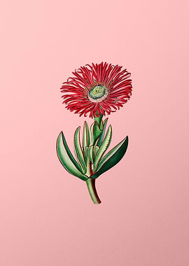 Red Edged Fig Marigold