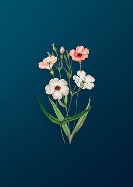 Dark Eyed Viscaria Flower