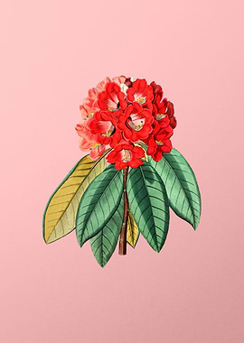 Rhododendron Rollissonii