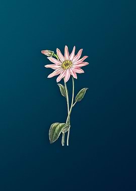 Echinacea Flower on Teal
