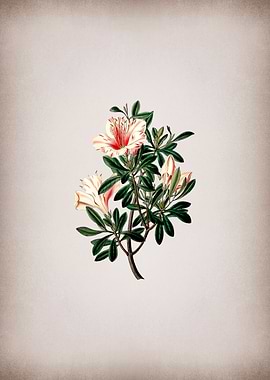 Variegated Chinese Azalea