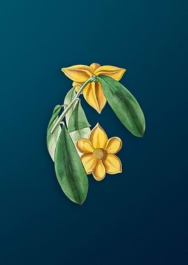 Laurel Leaf Custard Apple