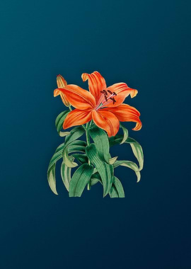Thunbergs Orange Lily