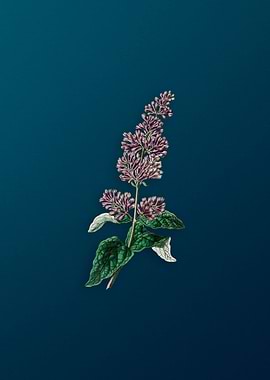 Lady Josikas Lilac Flower