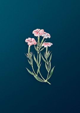 Bisignanos Tree Pink