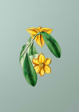 Laurel LeafCustard Apple