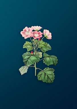 Rhomb Leaf Palavia Flower