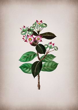 Tall Calotropis Flower