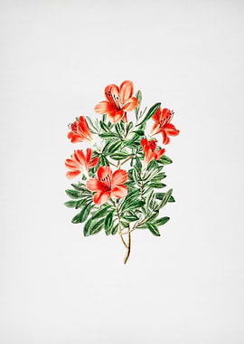 Vintage Red Chinese Azalea