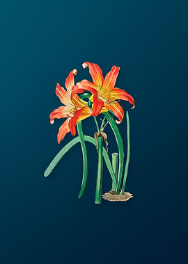 Meadow Habranthus Flower