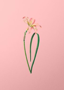 Spofforth Zephyranthes