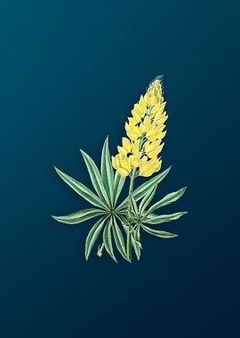Perennial Lupine Flower