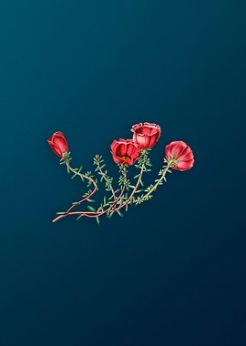 Gillies Purslane Flower