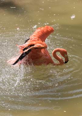 ruber flamingo