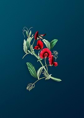 Tangier Pea Flower on Teal