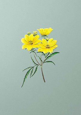Golden Coreopsis Flower