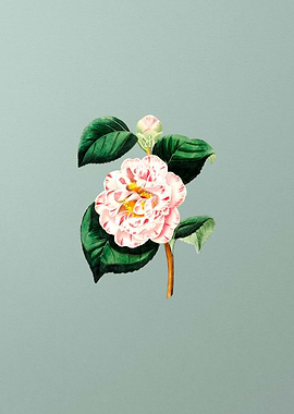 Grays Invincible Camellia