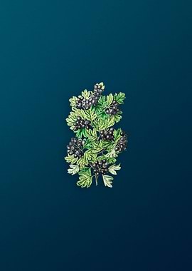 Hairy Leaf Black Hawthorn