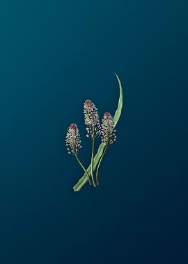 Meadow Squill Flower