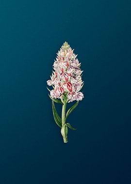 Leafy Spiked Orchis Flower