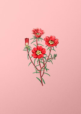 Portulaca Splendens Flower