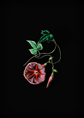 Male Jalap Flower on Black