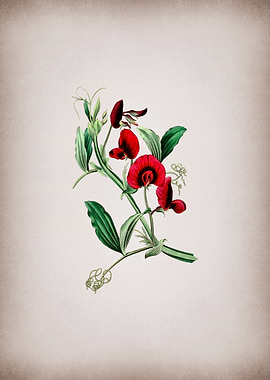 Vintage Tangier Pea Flower