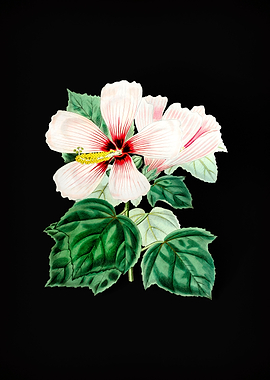 Vintage Marsh Hibiscus