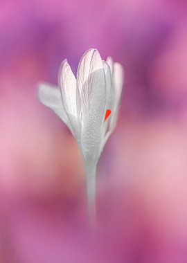 White violet crocus