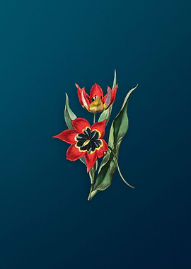 Red Strong Smelling Tulip