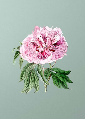 Double Red Curl Tree Peony