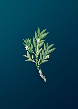 Two Edge Dendrobium Flower