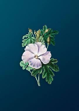 Wrays Hibiscus Flower