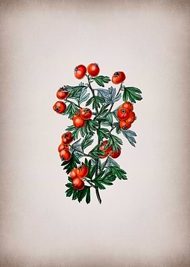 Sweet Scented Hawthorn